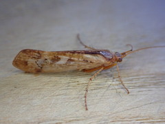 Limnephilus rhombicus