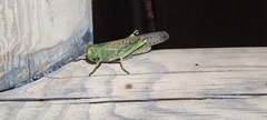 Orthoptera
