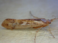 Limnephilus rhombicus