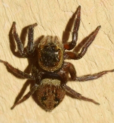 Hasarius adansoni