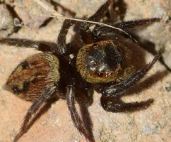 Hasarius adansoni
