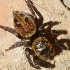 Hasarius adansoni