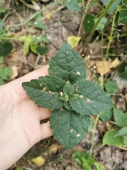 Lamium