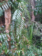 Stenochlaena palustris