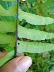Asplenium longissimum