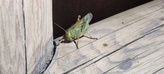 Orthoptera