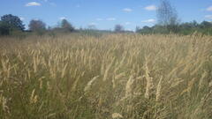 Calamagrostis epigejos