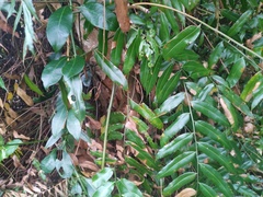 Stenochlaena palustris