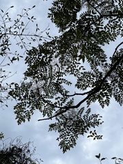 Aralia decaisneana