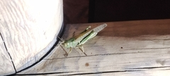 Orthoptera