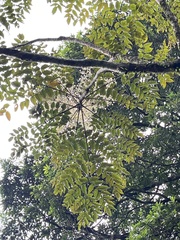 Aralia decaisneana