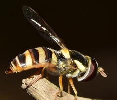 Ischiodon aegyptius