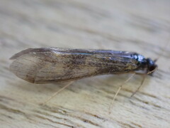 Mystacides longicornis