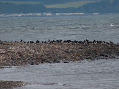 Haematopus ostralegus