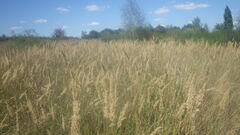 Calamagrostis epigejos
