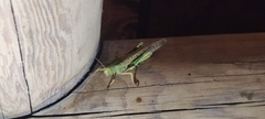 Orthoptera