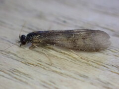 Mystacides longicornis