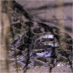 Crotalus oreganus helleri