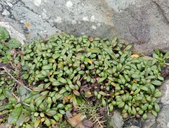 Gentianella saxosa