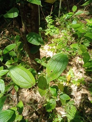 Miconia crenata