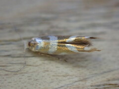 Argyresthia goedartella