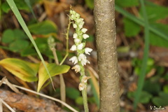 Goodyera repens