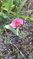 Lathyrus sylvestris