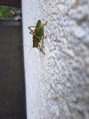 Tettigonia cantans