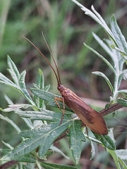Anabolia