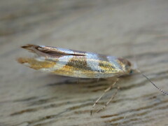 Argyresthia goedartella