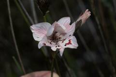 Gladiolus debilis
