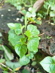 Peperomia pellucida