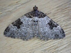 Xanthorhoe fluctuata