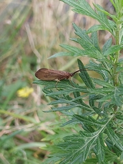 Anabolia