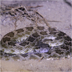 Crotalus oreganus helleri