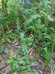 Asplenium longissimum