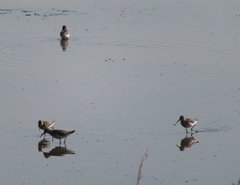Calidris ferruginea