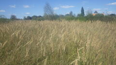 Calamagrostis epigejos
