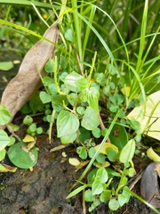 Peperomia pellucida