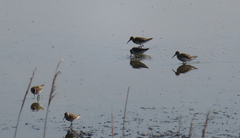 Calidris ferruginea