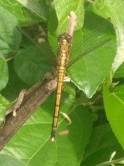 Orthetrum luzonicum