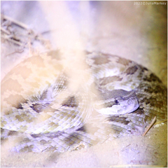 Crotalus oreganus helleri