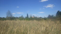 Calamagrostis epigejos