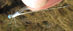 Lestes pinheyi