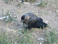 Corvus monedula