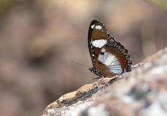 Hypolimnas misippus