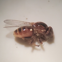 Chlorops