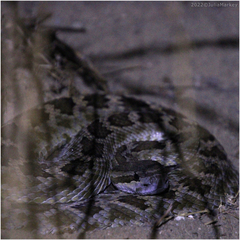 Crotalus oreganus helleri