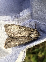 Apamea monoglypha