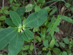 Euphorbia heterophylla